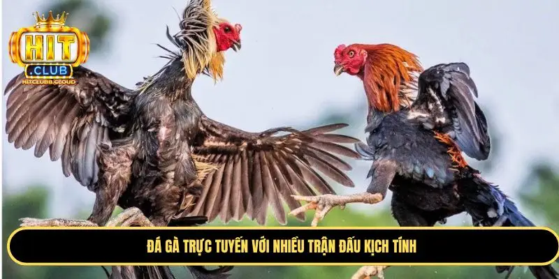 Đá gà trực tuyến với nhiều trận đấu kịch tính