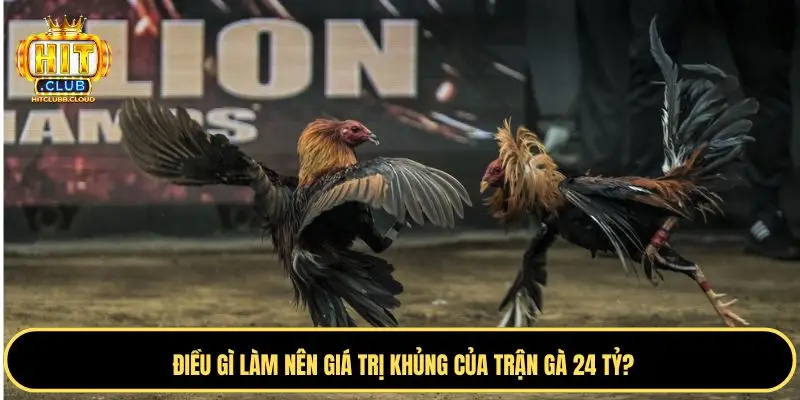 Những điều làm nên giá trị khủng của đá gà