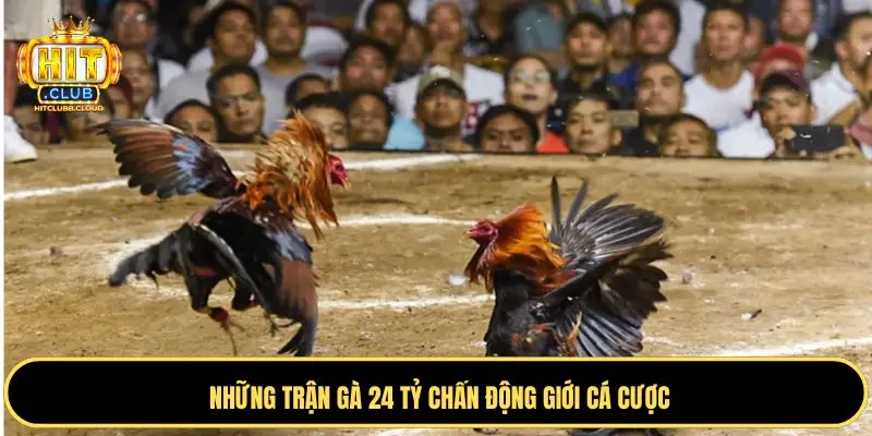 Những trận gà 24 tỷ chấn động giới cá cược