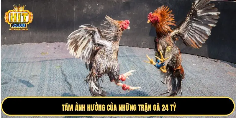 Tầm ảnh hưởng của trận gà 24 tỷ