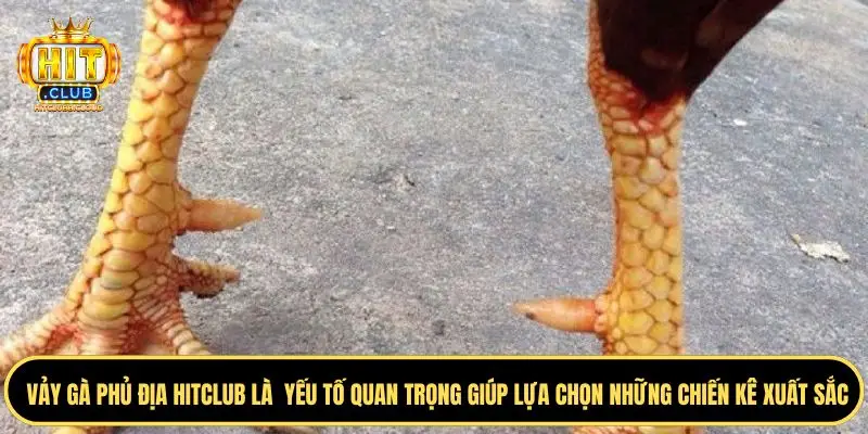 Tìm hiểu khái quát về vảy gà địa phủ