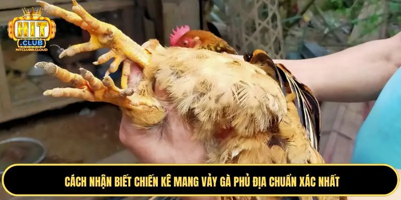 Cách nhận biết chiến kê mang vảy gà phủ địa