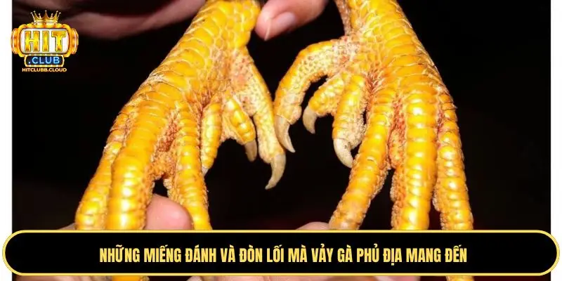 Sở trường mà chiến kê vảy gà phủ địa có