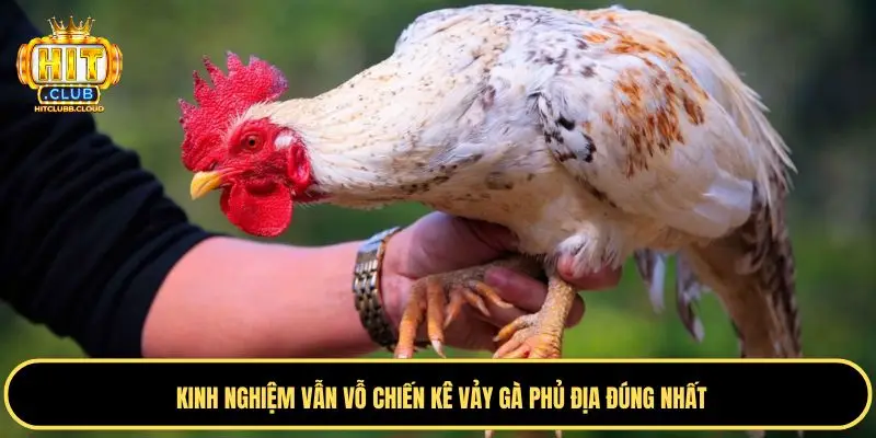 Bước huấn luyện chiến kê vảy phủ địa chuẩn nhất
