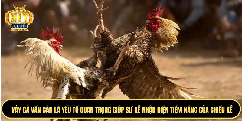 Giới thiệu về chiến kê vảy gà vấn cán
