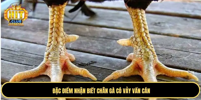Điểm nhận biết chuẩn nhất vảy gà vấn cán